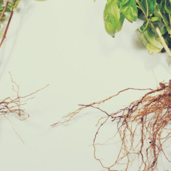 Les avantages des mycorhizes pour vos plantes et vos arbres