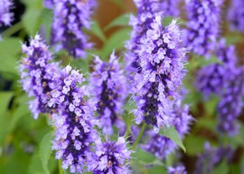 Agastache à odeur de fenouil 'Black Adder'