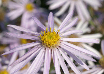 Aster d'été - Aster des Pyrénées