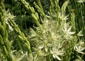 CAMASSIA leichtlinii 'Alba'