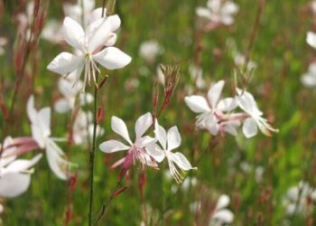 GAURA lindheimeri 'Whirling Butterflies'