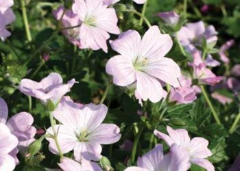 GERANIUM 'Dreamland'