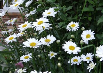 LEUCANTHEMUM superbum 'Becky'