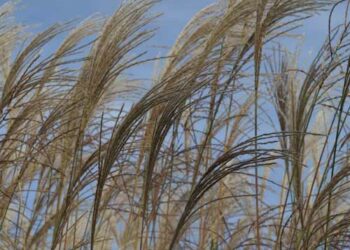 MISCANTHUS sinensis 'Ville d'Angers'