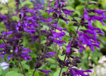 SALVIA 'Amistad'