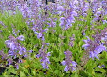 SALVIA sylvestris 'Rhapsody in Blue'