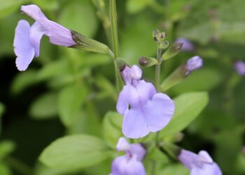 SALVIA microphylla 'Delice Aquamarine'