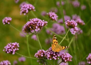 VERBENA bonariensis