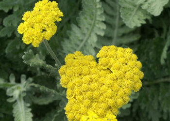 ACHILLEA 'Moonshine'