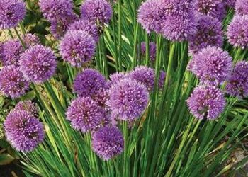 ALLIUM 'Millennium'