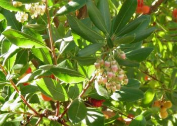 Arbutus Unedo