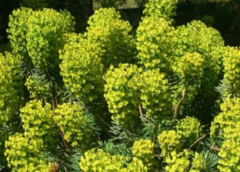 EUPHORBIA characias ssp. wulfenii 'Shorty'