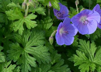 GERANIUM himalayense