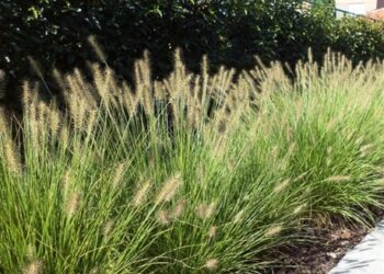 PENNISETUM alopecuroides 'Hameln'