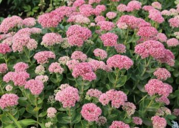 SEDUM spectabile 'Carmen'