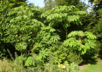 Tetrapanax papyrifera