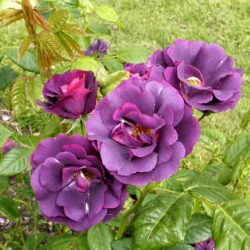 Rosier-Rhapsody-In-Blue-Paysa Nature 49 Angers