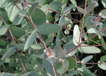 Eucalyptus gunnii PAYSA NATURE