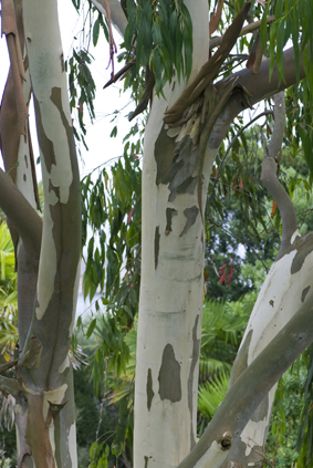 Eucalyptus gunnii PAYSA NATURE