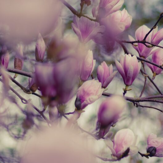 comment planter un magnolia