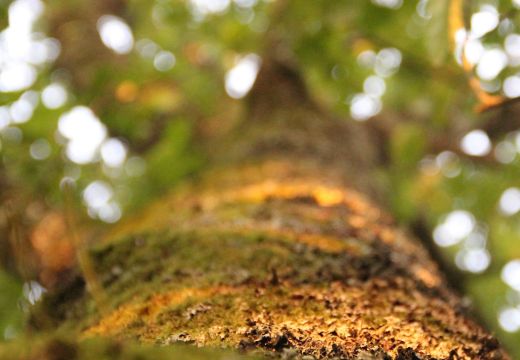 Conception de jardin, d’aménagement paysager ou de gestion d’espaces naturels