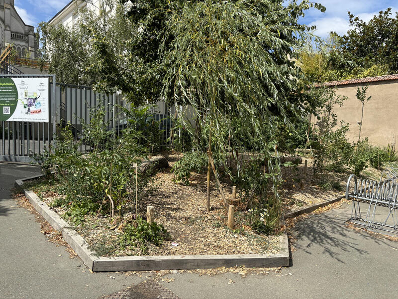 Création mini forêt cour d'école (1)